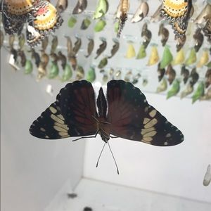 Meet your Posher, Logan